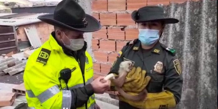 Rescatan en Bogotá a un mono capuchino