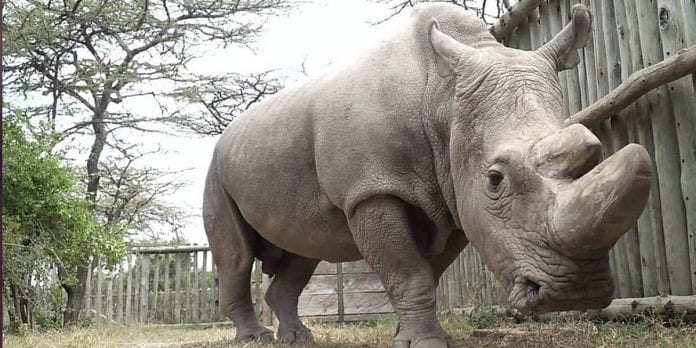 Solo quedan dos rinocerontes blancos en el mundo y ambas son hembras