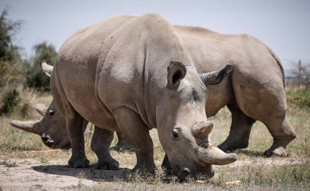 Solo quedan dos rinocerontes blancos en el mundo y ambas son hembras