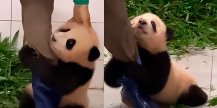 Tierno bebé panda se aferra a su cuidador