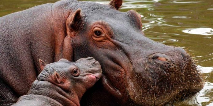 Cornare pidió ayuda Estados Unidos para castrar Hipopótamos