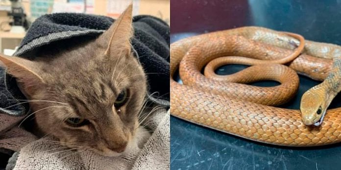 Gato murió como un héroe al proteger 2 niños de una serpiente