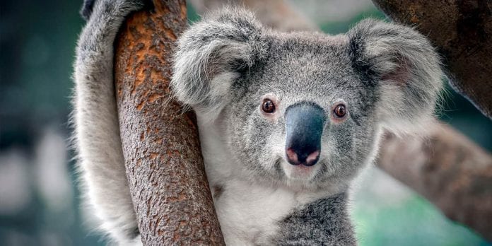 Koala causa choque en carretera australiana y posa para la foto