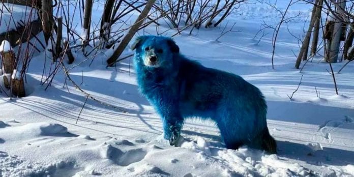 Misteriosa aparición de perros azules en Rusia