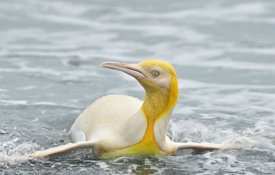 Pingüino amarillo