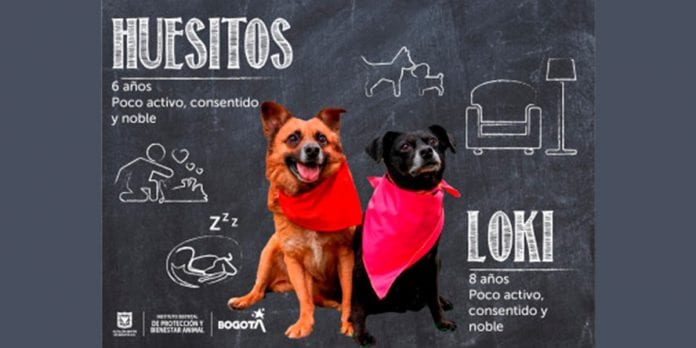 Se reactivan las jornadas presenciales de adopción de perros y gatos en Bogotá