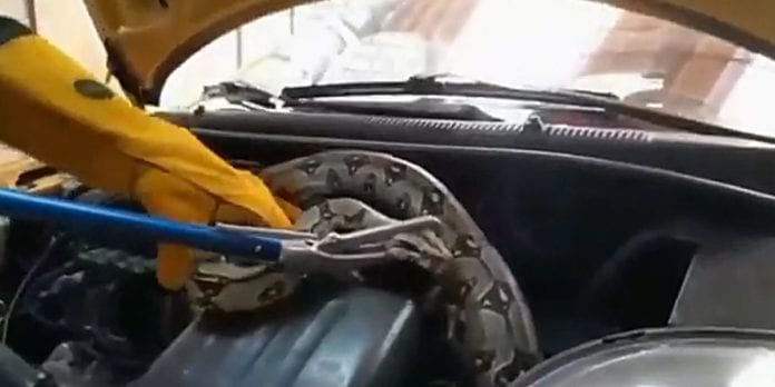 Serpiente boa constrictor aparece en el motor de un taxi en Bogotá