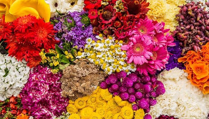 Hoy día San Valentín las flores colombianas son protagonistas