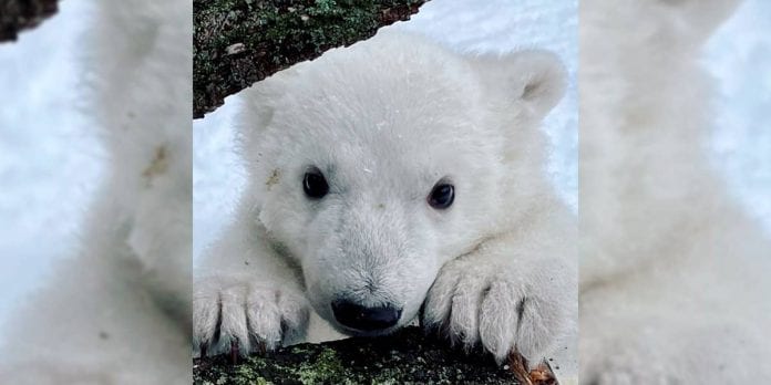 Cachorra de oso polar ve la nieve por primera vez y las redes se enternecen