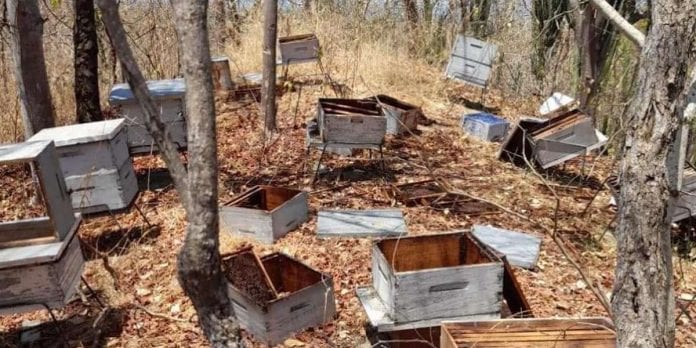 Envenenan a millones de abejas para robar su miel en Magdalena