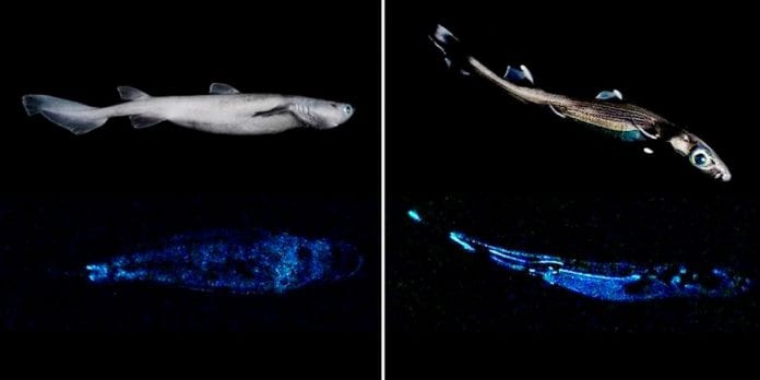 Hallan en Nueva Zelanda el tiburón luminoso más grande del mundo