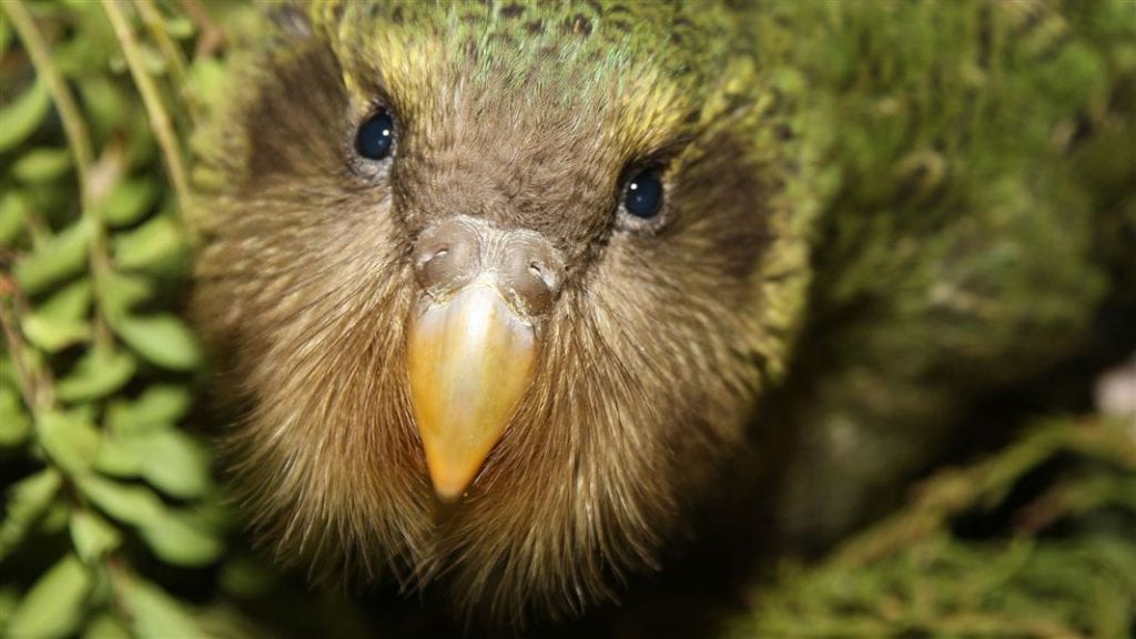 Nueva Zelanda crea isla para conservar El kakapo, especie en extinción