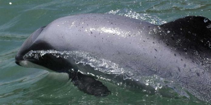 Nueva Zelanda utilizará drones para proteger delfines