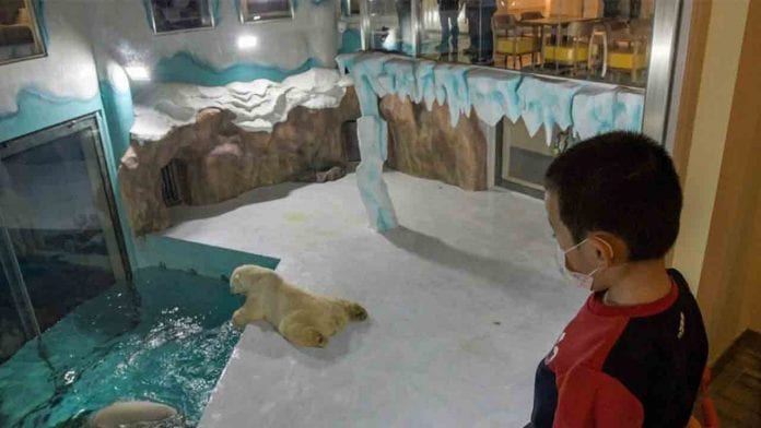 Osos polares en hotel chino causaron indignación