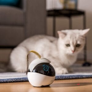 Conoce a Ebo un robot que juega con gatos-Momento24