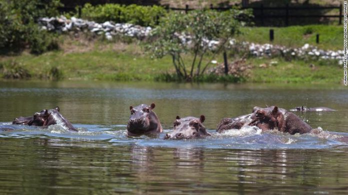 A hipopótamos de Escobar buscan controlarlos con anticonceptivos