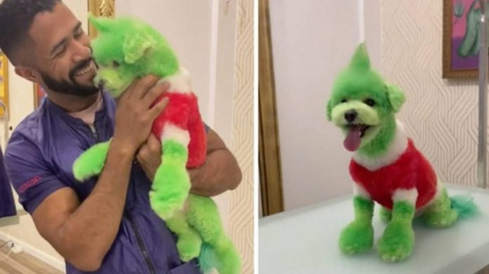 Pintó a un perro como “El Grinch” y es acusado de maltrato animal