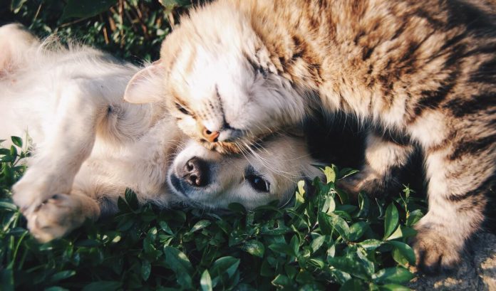 Vacunación y esterilización gratis para perros y gatos en Bogotá mascotas