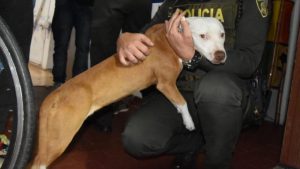  Hombre agredió brutalmente a una perrita Pitbull en Bogotá