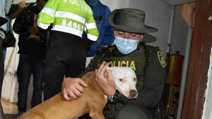 Hombre agredió brutalmente a una perrita Pitbull en Bogotá