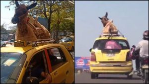¿Burro en taxi?: Un hombre amarró al animal al techo del vehículo