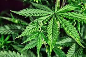Se firmó un acuerdo para fomentar el uso del cannabis medicinal