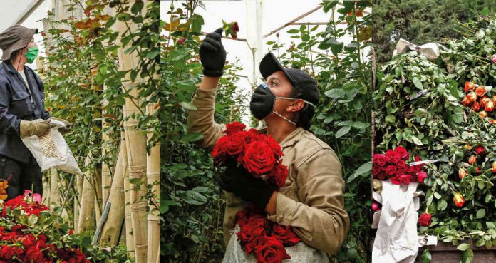 El Gobierno Celebra con los floricultores las buenas cifras en San Valentín