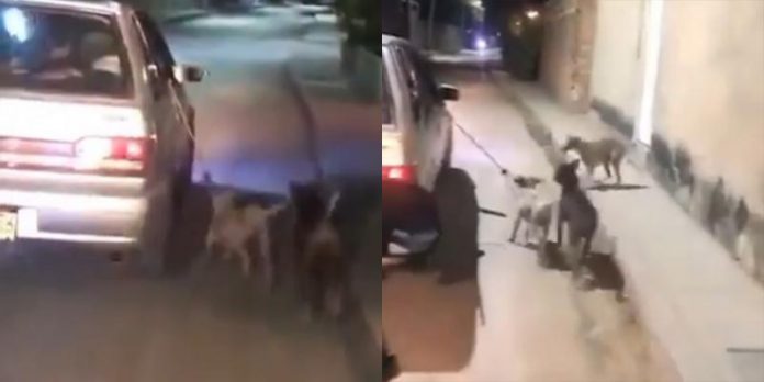 Video de maltrato animal: Amarraron perro a un carro en movimiento