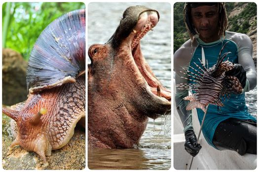 Estas son algunas de las especies invasoras en Colombia