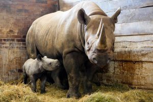 Cría de rinoceronte negro: Una esperanza para la especie