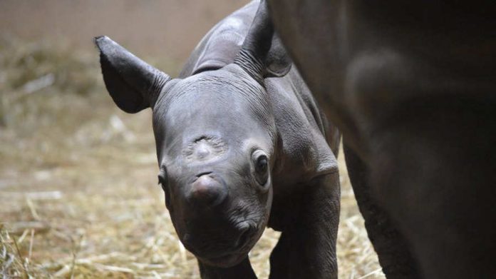Cría de rinoceronte negro: Una esperanza para la especie