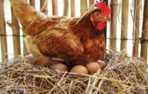 ¿Cómo criar una gallinas para tener huevitos propios?