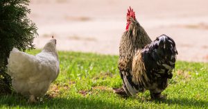 ¿Cómo criar una gallinas para tener huevitos propios?