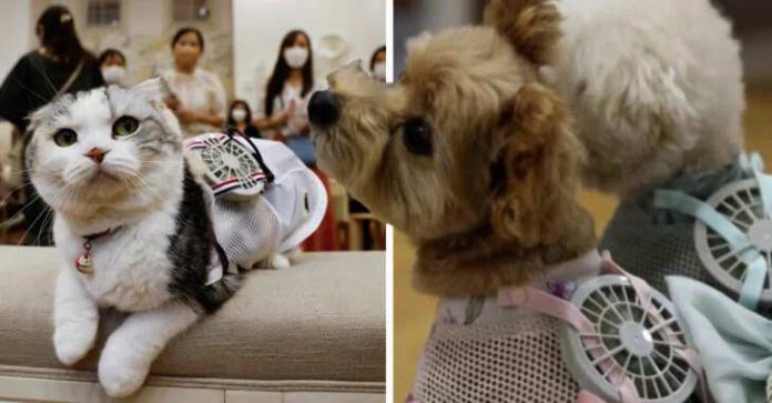 Una marca japonesa crea ventilador para perros y gatos