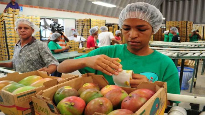 En Cundinamarca exportarán mango a Estados Unidos