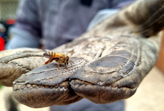 Video: Enjambre de abejas llegó hasta una vivienda en Engativá