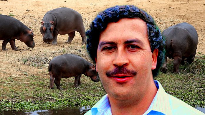 Hipopótamos de Pablo Escobar serán 'extraditados'