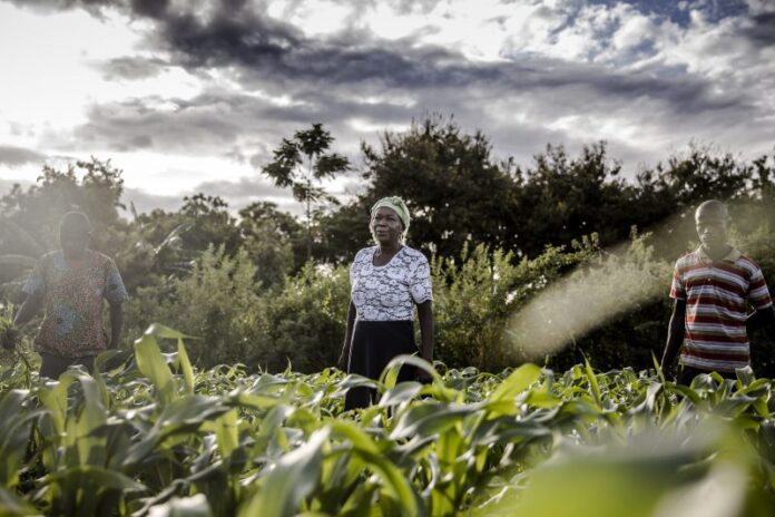 Mujeres: según la FAO, igualdad de género en el agro podría aumentar el PIB mundial en 1 billón de dólares