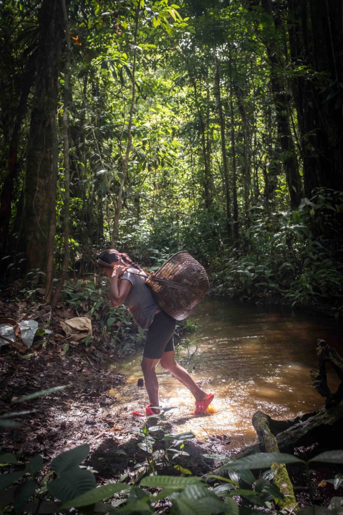¡Todo árbol es sagrado! La ancestralidad del Amazonas en riesgo