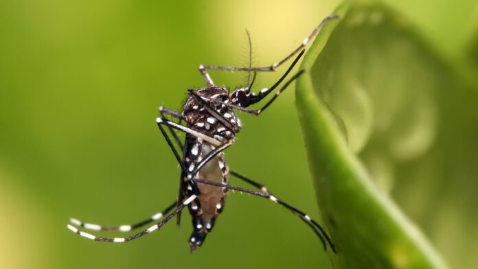 Dengue: aumento de casos genera alerta epidemiológica en Colombia