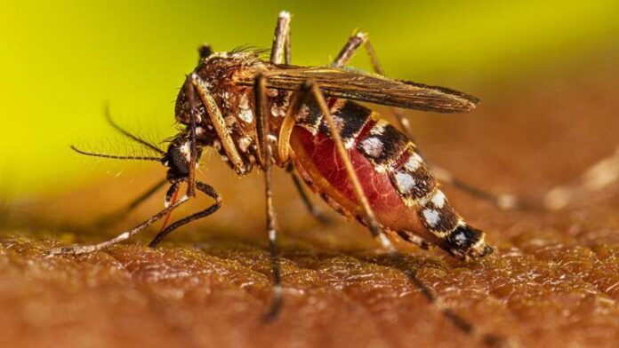 Alerta en Medellín: Hay riesgo de brote de dengue, dicen autoridades