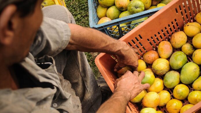 Colombia realiza su primera exportación de mango de azúcar a la unión americana