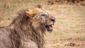 Asesinan a Loonkito, el león más viejo del mundo