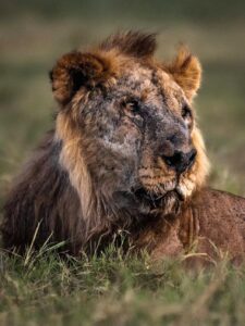 Asesinan a Loonkito, el león más viejo del mundo