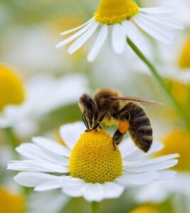 ¡Hoy es el Día Mundial de las abejas!