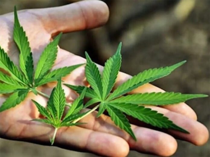 Cayó propuesta de regulación del cannabis en Colombia