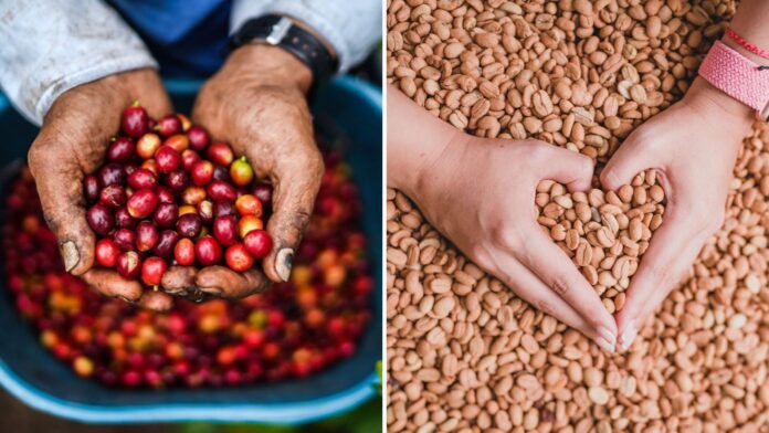 Día Nacional del Café: Una mirada general a la caficultura colombiana
