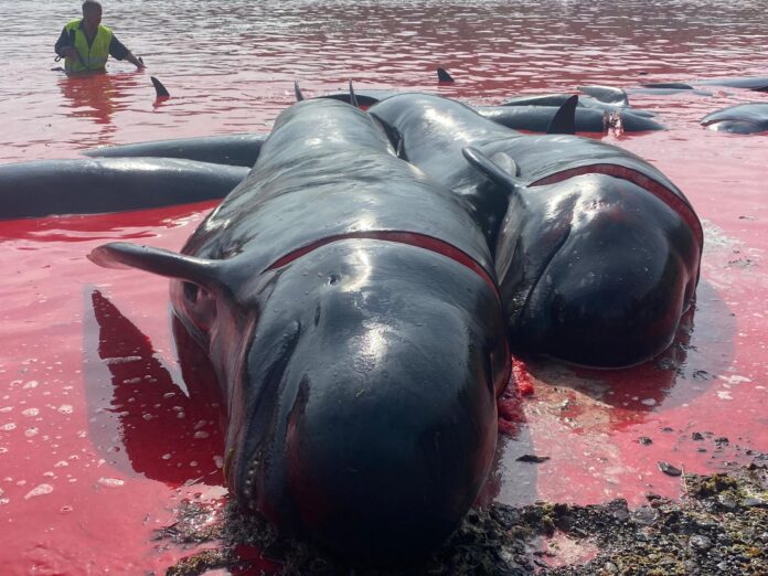 Violencia en el mar: La trágica matanza de ballenas