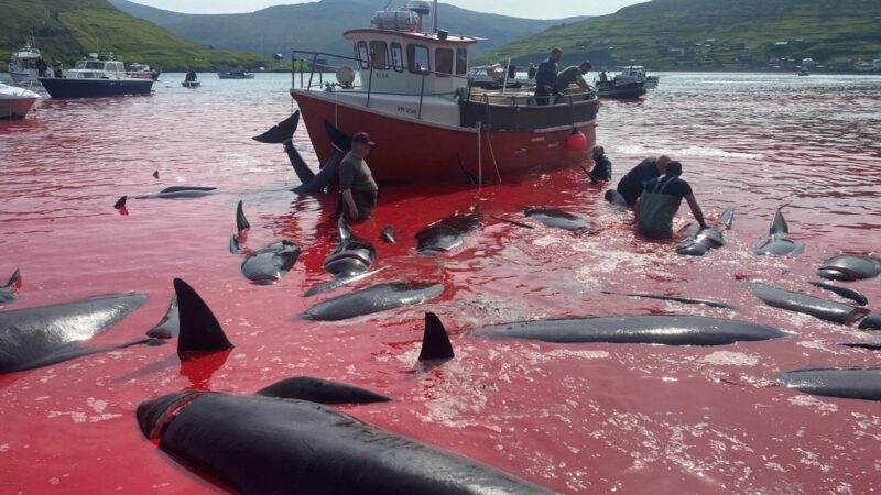 Violencia en el mar: La trágica matanza de ballenas