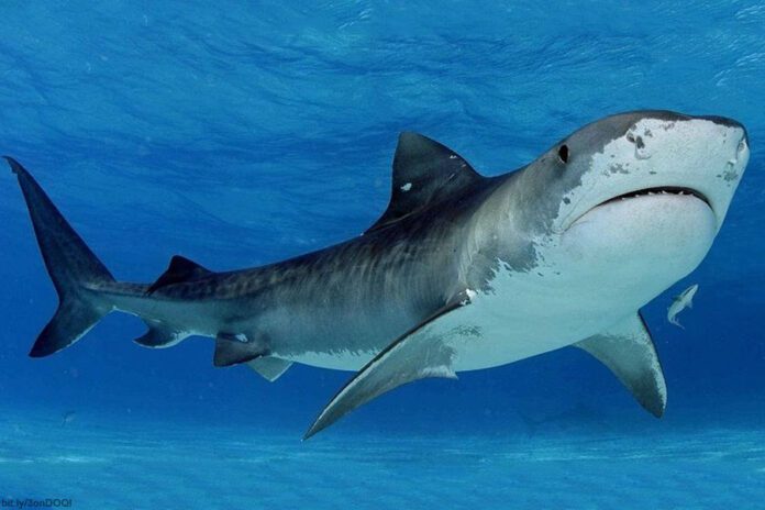En vídeo: Hombre muere en Egipto tras ser deborado por un tiburón